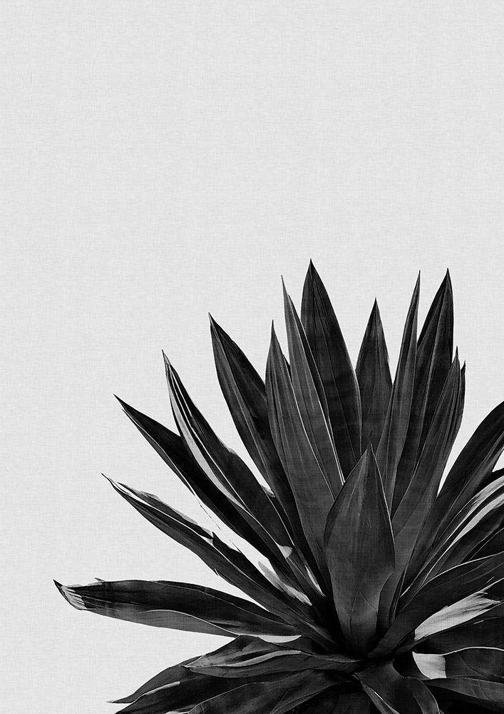 Agave Cactus Black A White art print by Orara Studio for $57.95 CAD