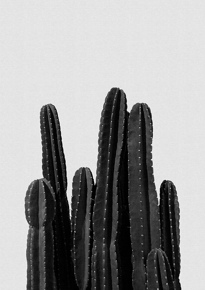 Cactus Black A White art print by Orara Studio for $57.95 CAD