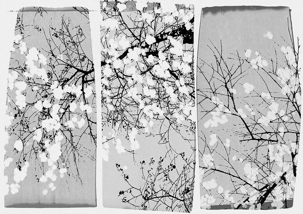 Oriental Blossom art print by Orara Studio for $57.95 CAD
