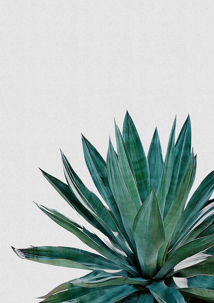 Agave Cactus art print by Orara Studio for $57.95 CAD