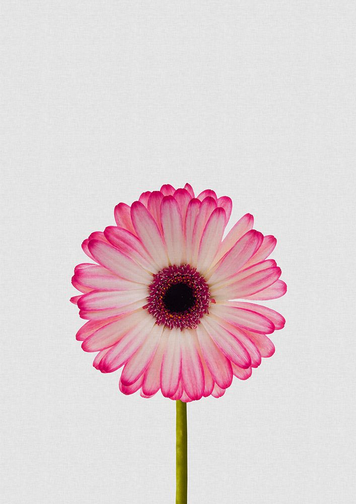 Daisy Still Life art print by Orara Studio for $57.95 CAD
