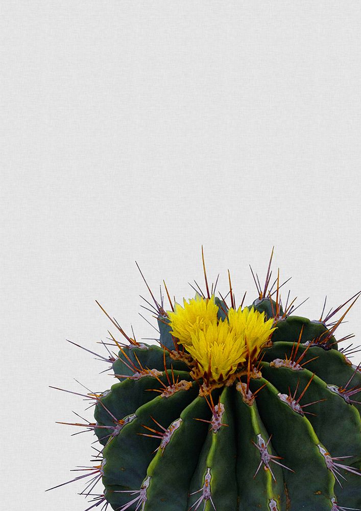 Flower Cactus art print by Orara Studio for $57.95 CAD