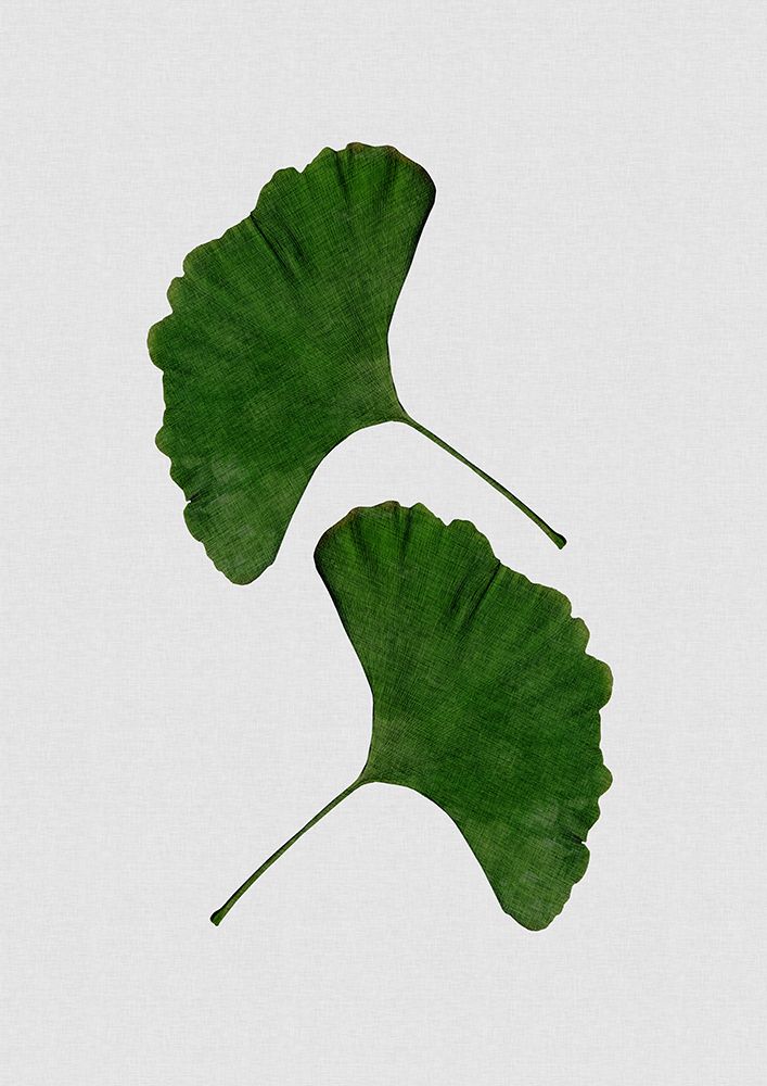 Ginkgo Leaf Ii art print by Orara Studio for $57.95 CAD