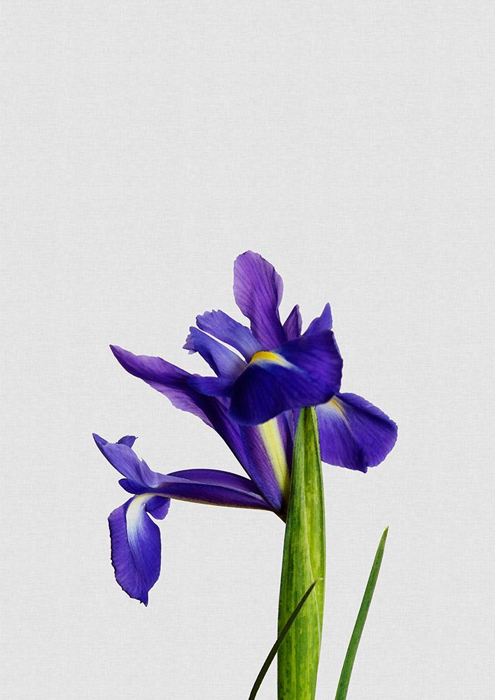Iris Still Life art print by Orara Studio for $57.95 CAD