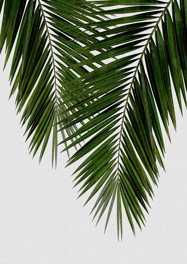 Palm Leaf Ii art print by Orara Studio for $57.95 CAD