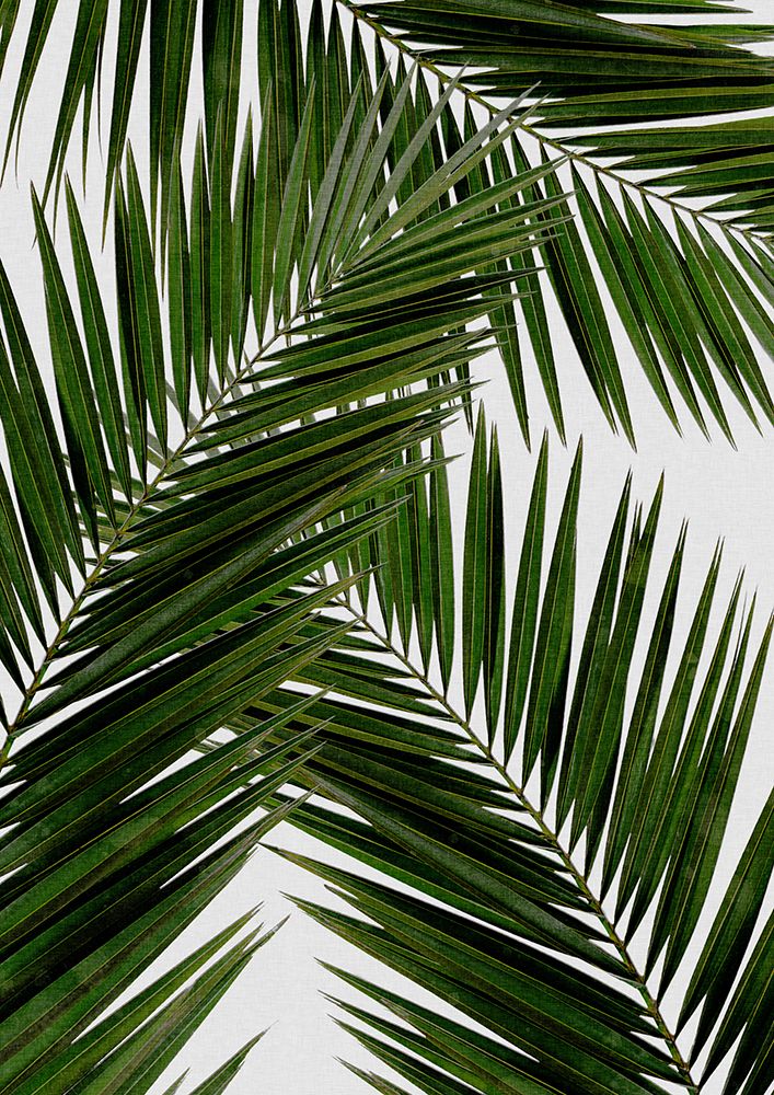 Palm Leaf Iii art print by Orara Studio for $57.95 CAD