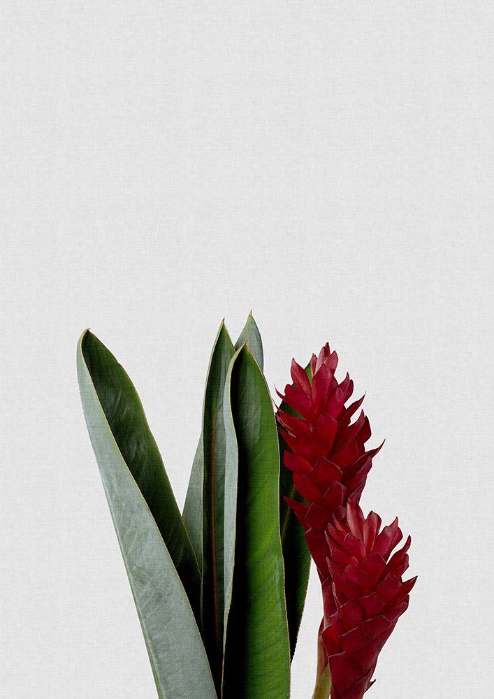 Red Flower art print by Orara Studio for $57.95 CAD
