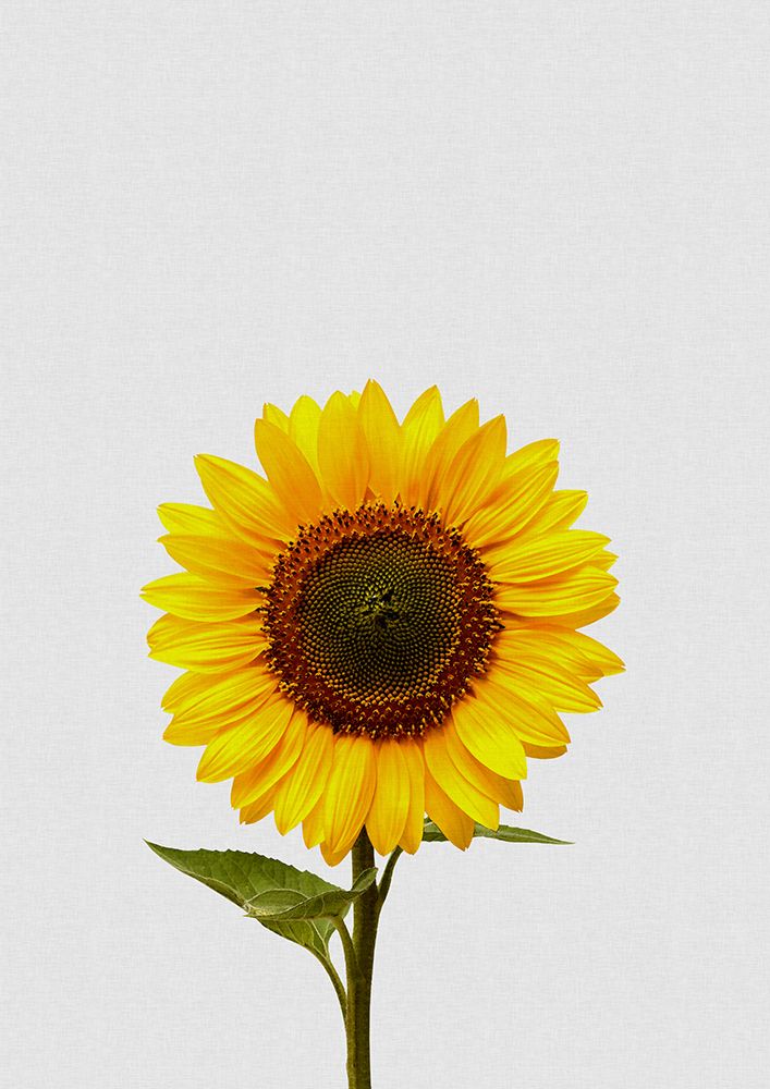 Sunflower Still Life art print by Orara Studio for $57.95 CAD