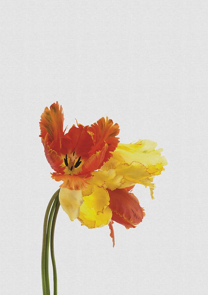 Tulip Still Life art print by Orara Studio for $57.95 CAD