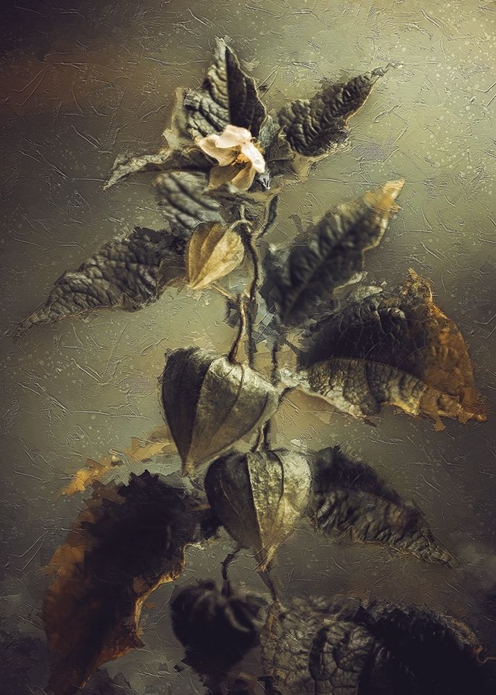 Physalis art print by Kristina Zvinakeviciute for $57.95 CAD