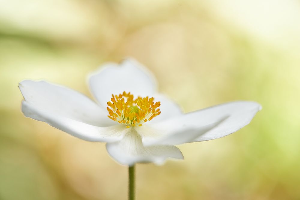 Anemone by Wiolett