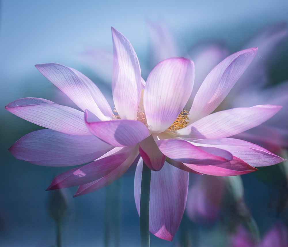 Serene Pink Lotus art print by Yuanwei Zuo for $57.95 CAD