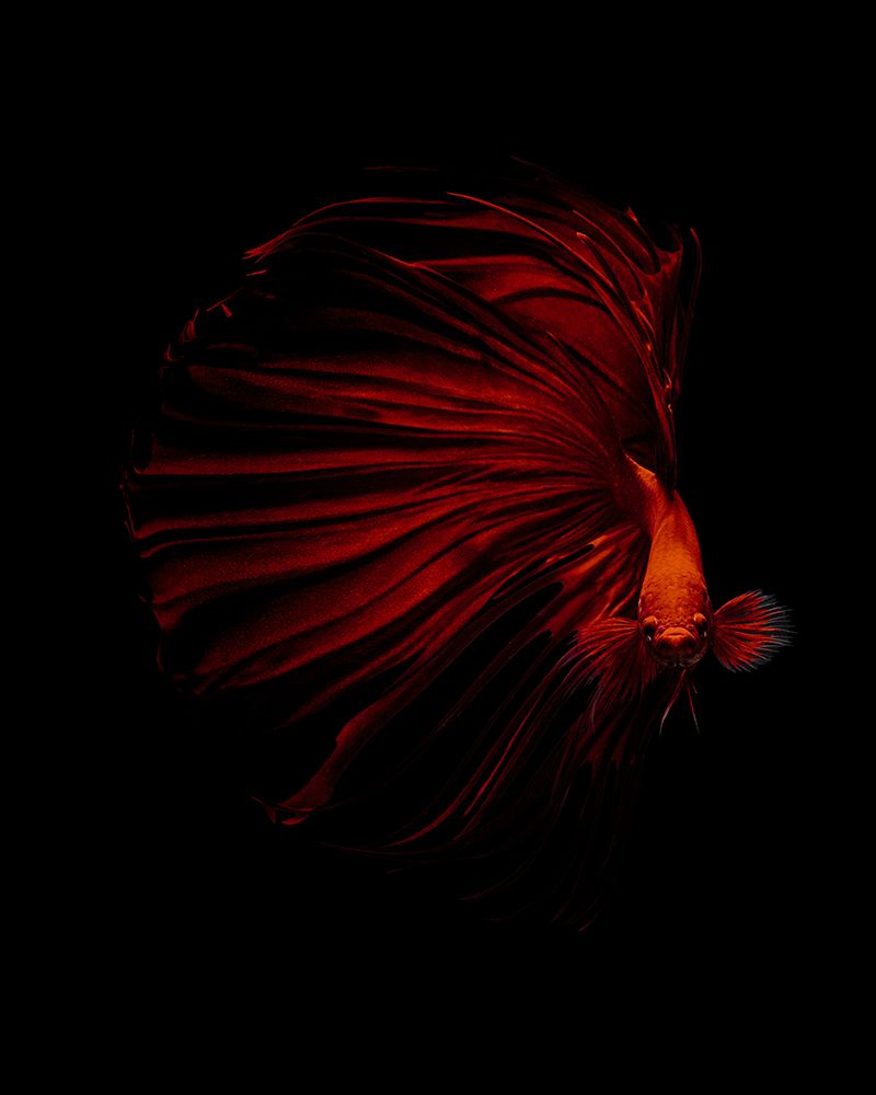The Red art print by Andi Halil for $57.95 CAD