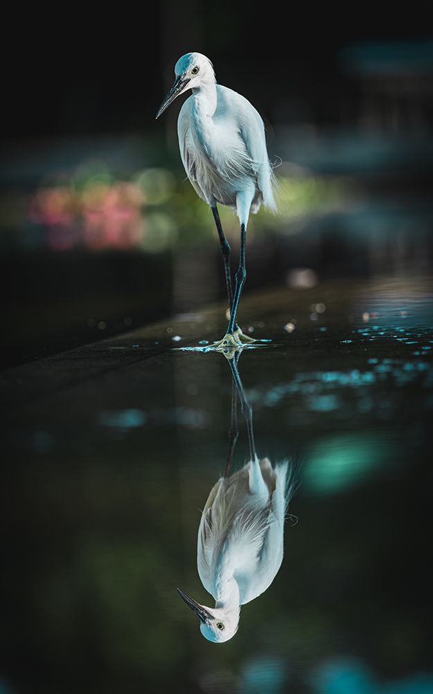 Waterside Bird art print by Yusukematsumoto for $57.95 CAD