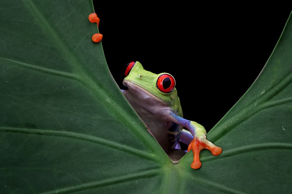 Peek A Boo art print by Kurit Afsheen for $57.95 CAD