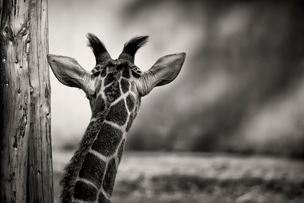 Look Forward art print by Rolf Lampert for $57.95 CAD
