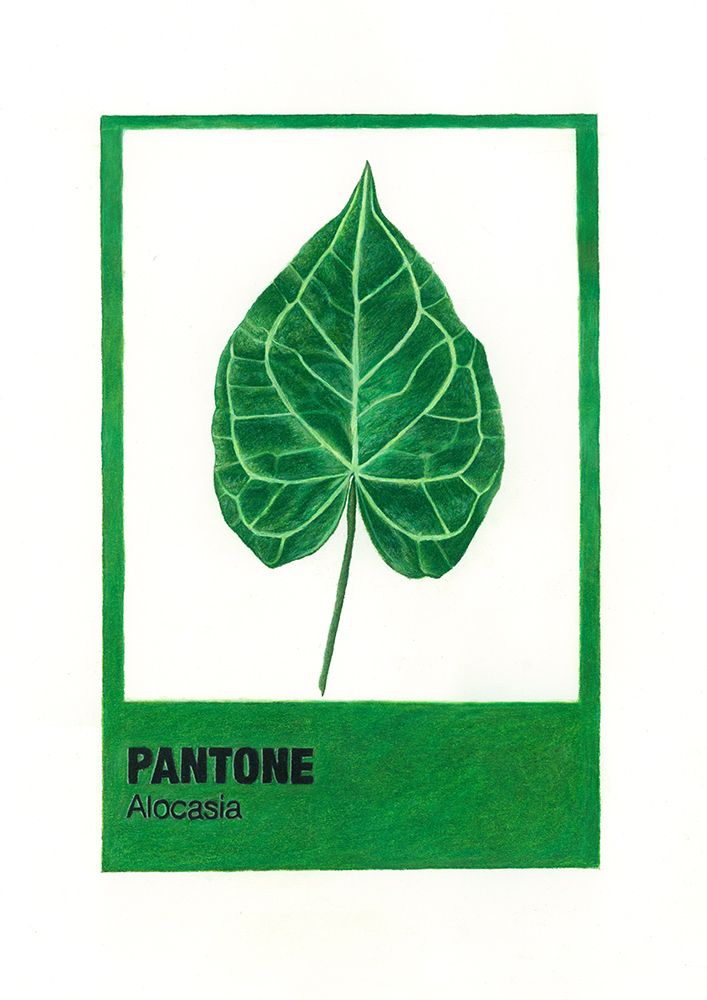 Alocasia art print by Akin Durodola for $57.95 CAD