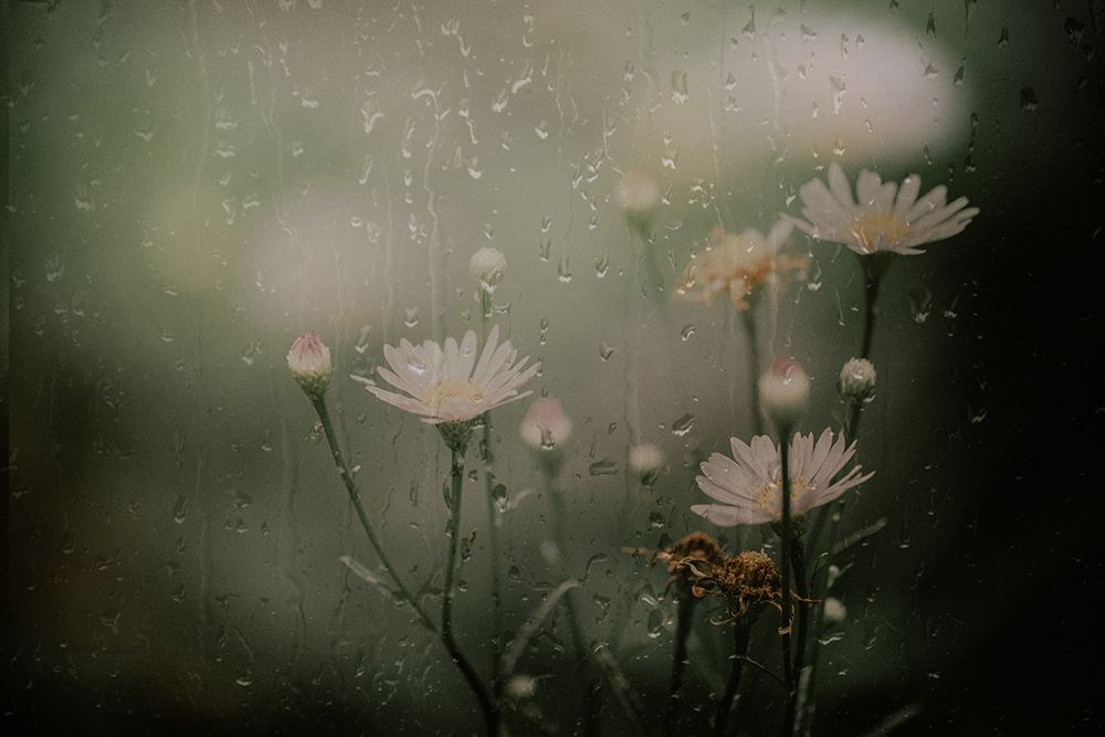 Daisy In Rain art print by Youngil Kim for $57.95 CAD