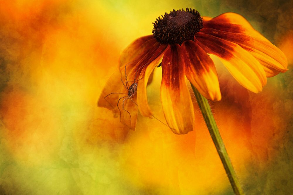 Flower art print by Xiang Yang Cui for $57.95 CAD