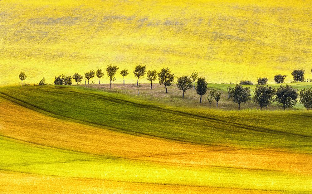 Rolling Hills And Trees art print by Ewa Calkosinska-Kajzer for $57.95 CAD