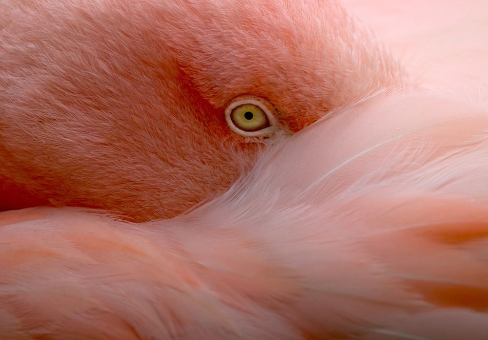 Eye Contact art print by Robin Wechsler for $57.95 CAD