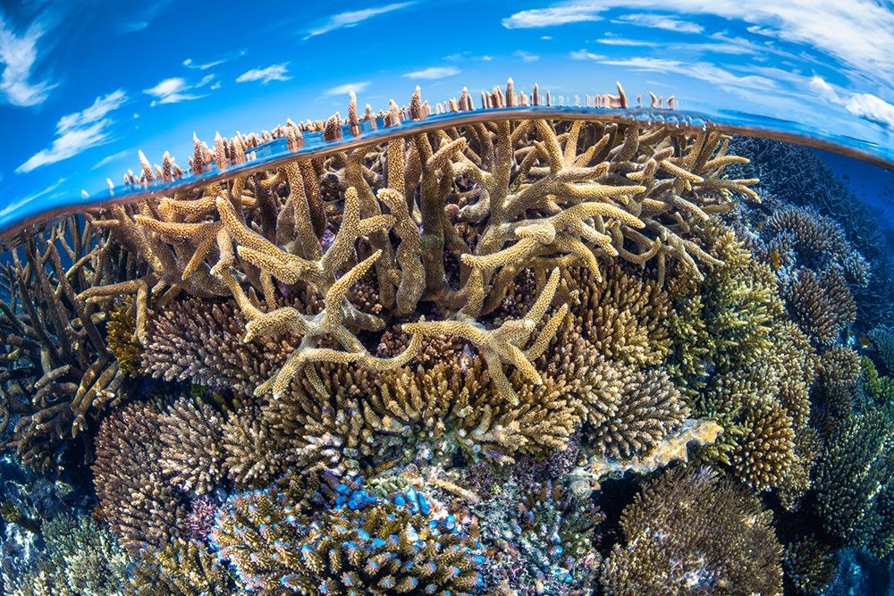 Split Level With Coral Reef art print by Barathieu Gabriel for $57.95 CAD