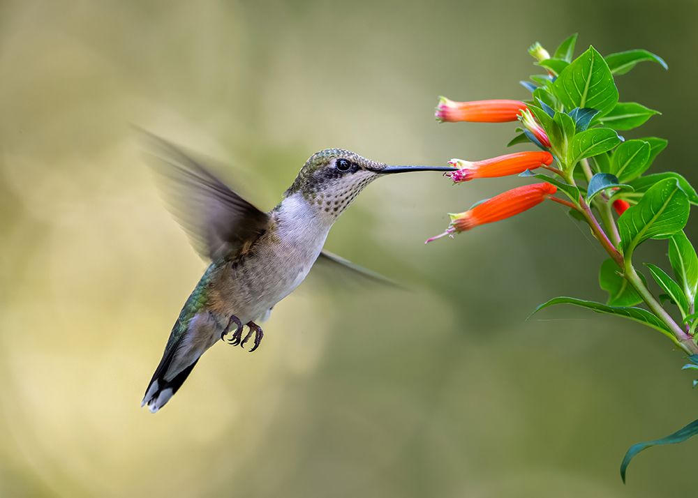 Hummingbird by Ti Wang