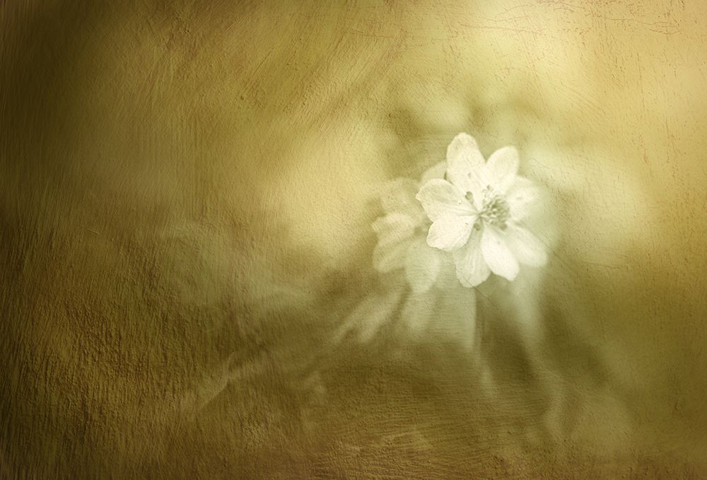 Early Spring art print by Youngil Kim for $57.95 CAD