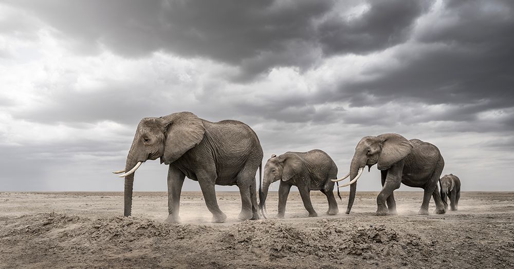 Gentle Giants art print by Richard Guijt for $57.95 CAD