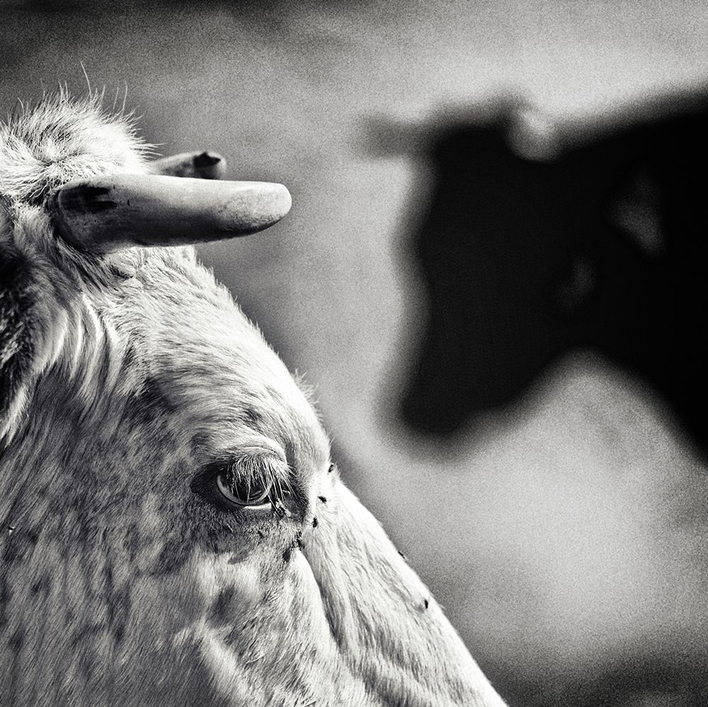B a W art print by Piet Flour for $57.95 CAD