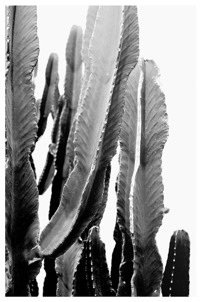 Boho Cactus art print by The Miuus Studio for $57.95 CAD