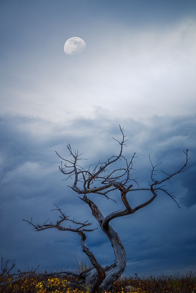 Morning Moon art print by Alex Zhao for $57.95 CAD