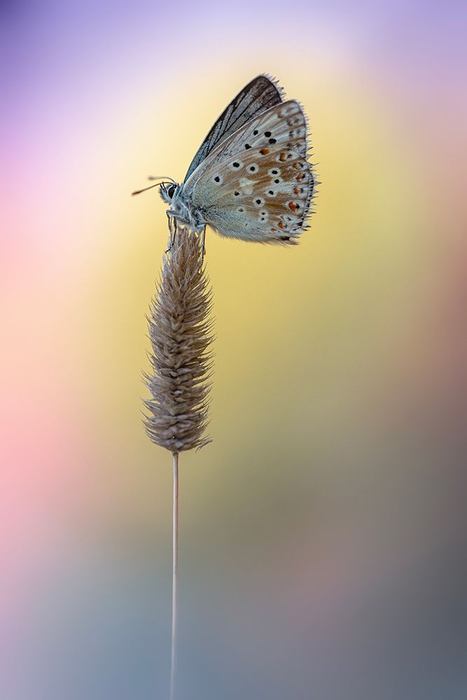 Chalk-Hill Blue art print by Fabrizio Daminelli for $57.95 CAD