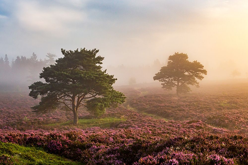 Beautiful Morning. art print by Leif Londal for $57.95 CAD