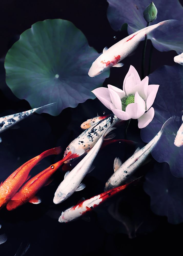 Koi Pond art print by Al Barizi for $57.95 CAD