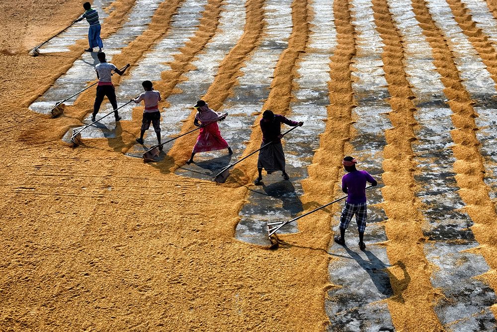 Rice Production Manual art print by Avishek Das for $57.95 CAD