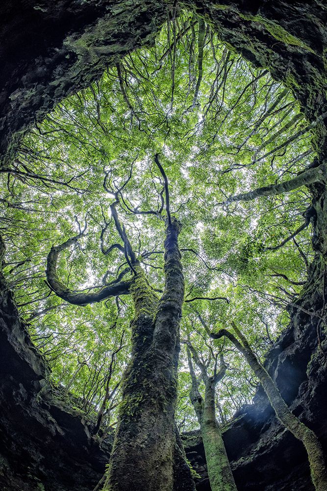 Mother Tree Of Life art print by Andrea Izzotti for $57.95 CAD