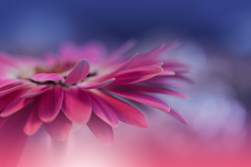 *** art print by Juliana Nan for $57.95 CAD
