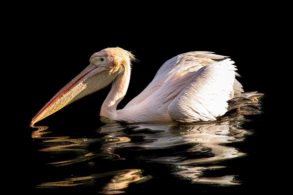 Scrambled Pelican art print by Alexandra Isbasoiu for $57.95 CAD