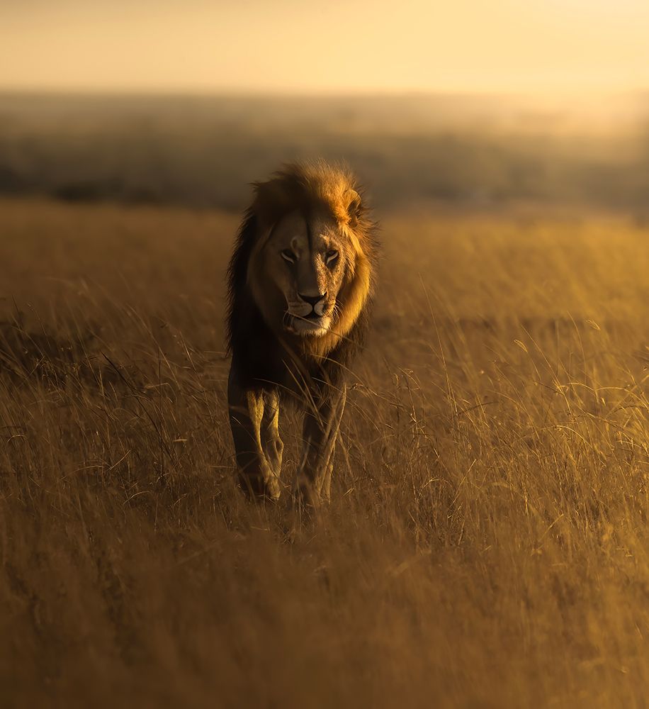 Grassland Overlord art print by Judy Tseng for $57.95 CAD