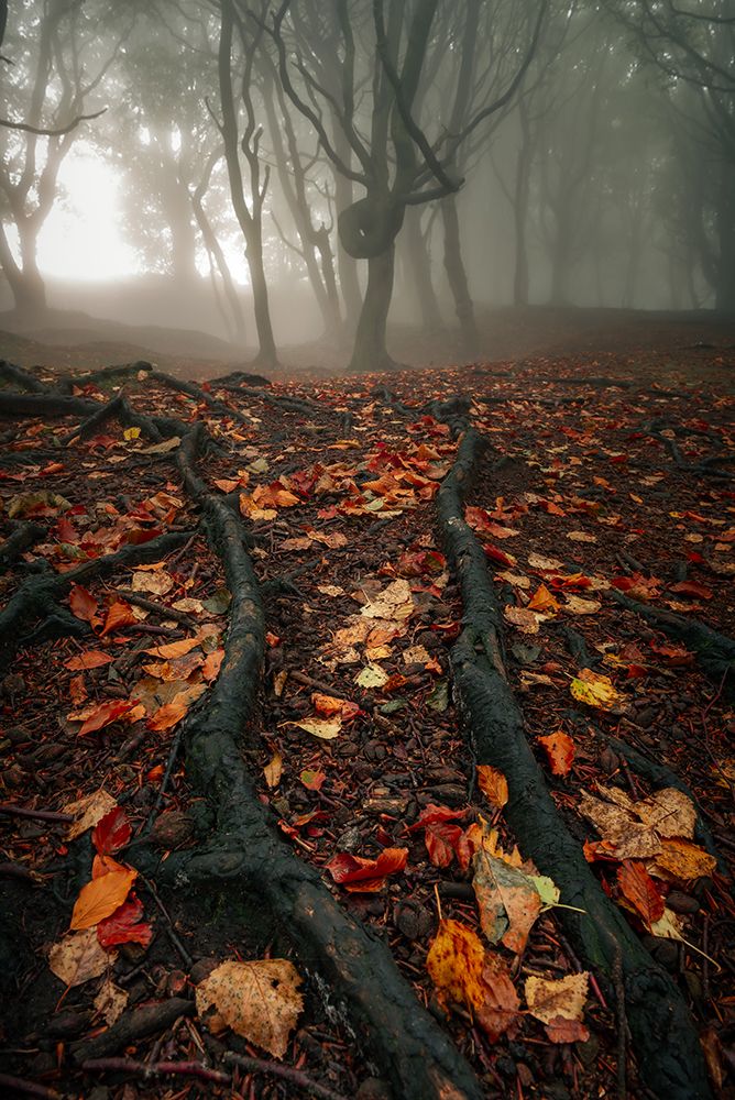 Roots Run Deep art print by Francis Wilson for $57.95 CAD