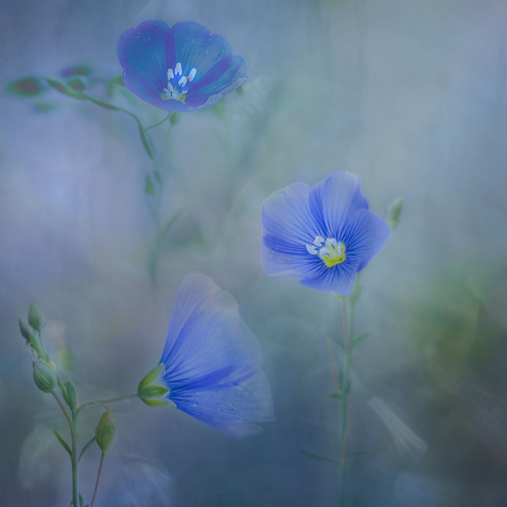 Flax art print by Marie-Anne Stas for $57.95 CAD