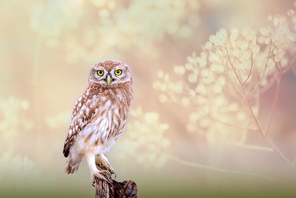 Little Owl art print by Eyal Bar Or for $57.95 CAD