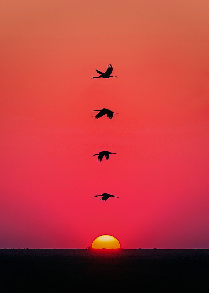 Sunset Birds art print by Al Barizi for $57.95 CAD