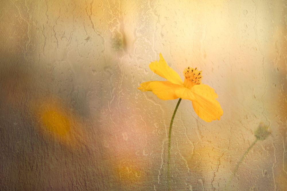 Cosmos In Rain art print by Youngil Kim for $57.95 CAD
