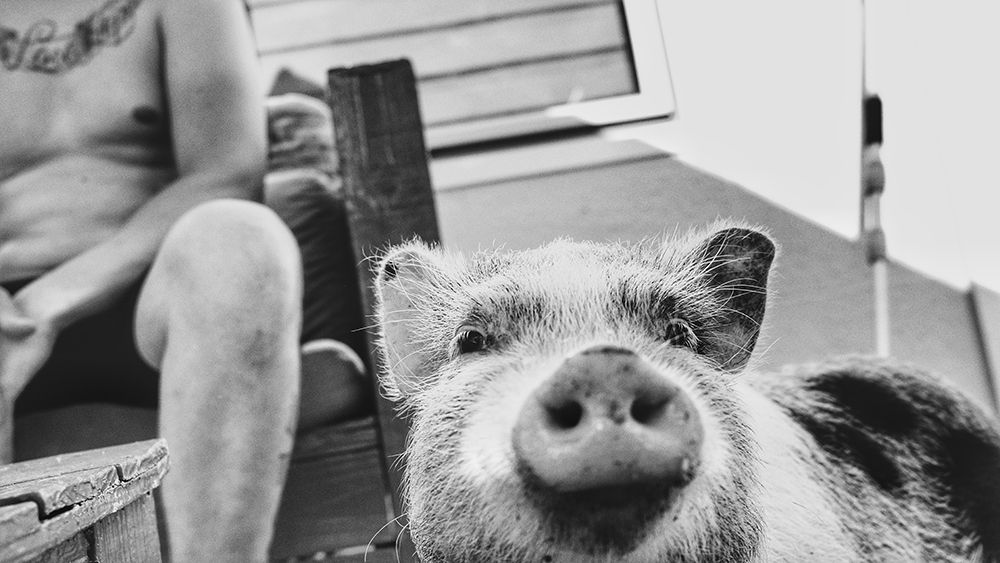 Pig. art print by Hans Van Dongen for $57.95 CAD