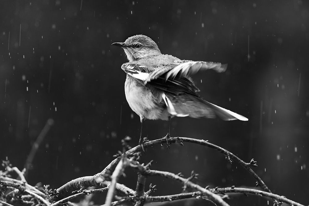 Raining... art print by Dani Bs. for $57.95 CAD