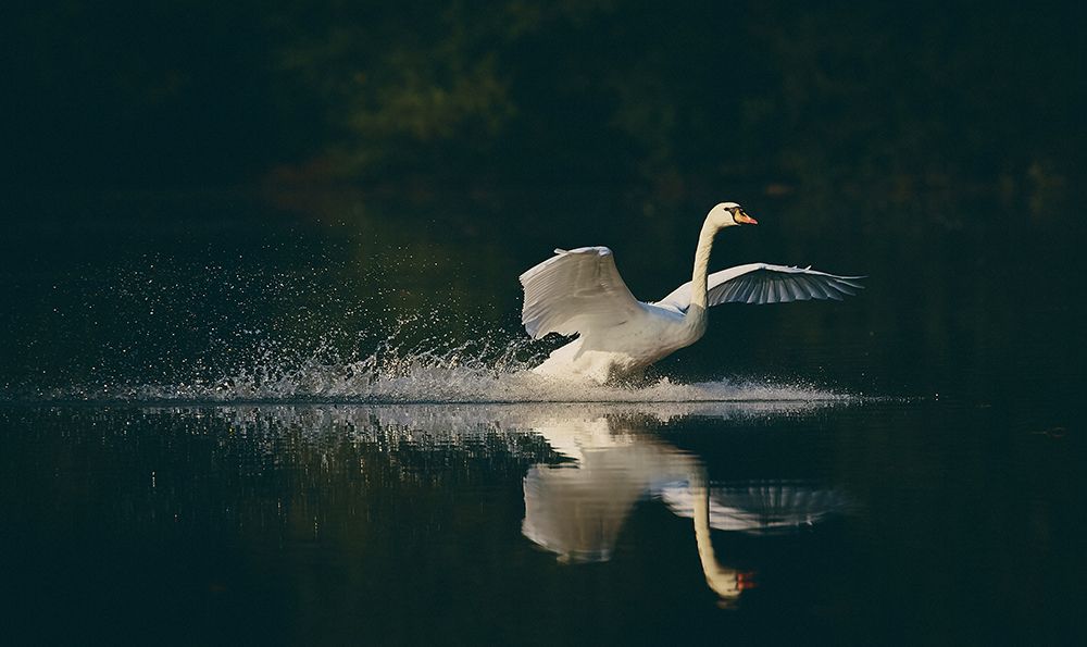 Touchdown. art print by Stuart Williams for $57.95 CAD