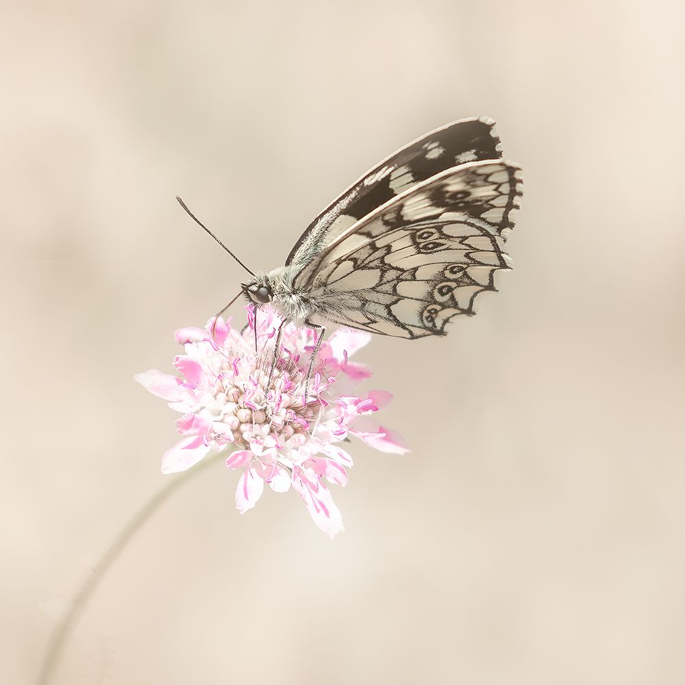 Softly. art print by Annie Keizer for $57.95 CAD
