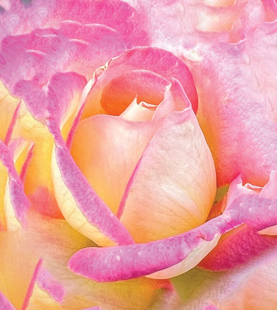 Rose City Rose art print by Sunil Kulkarni for $57.95 CAD